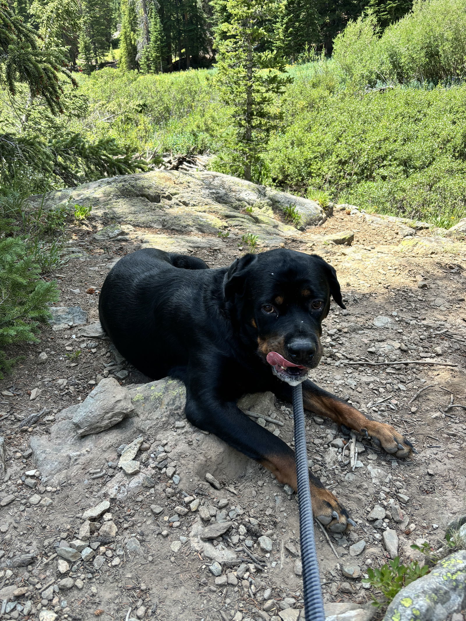 Captain/Referral, an adoptable Rottweiler in Laurel, MT, 59715 | Photo Image 1