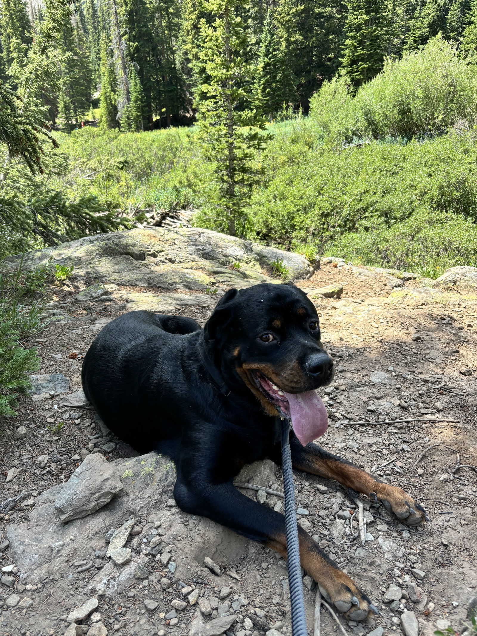 Captain/Referral, an adoptable Rottweiler in Laurel, MT, 59715 | Photo Image 2