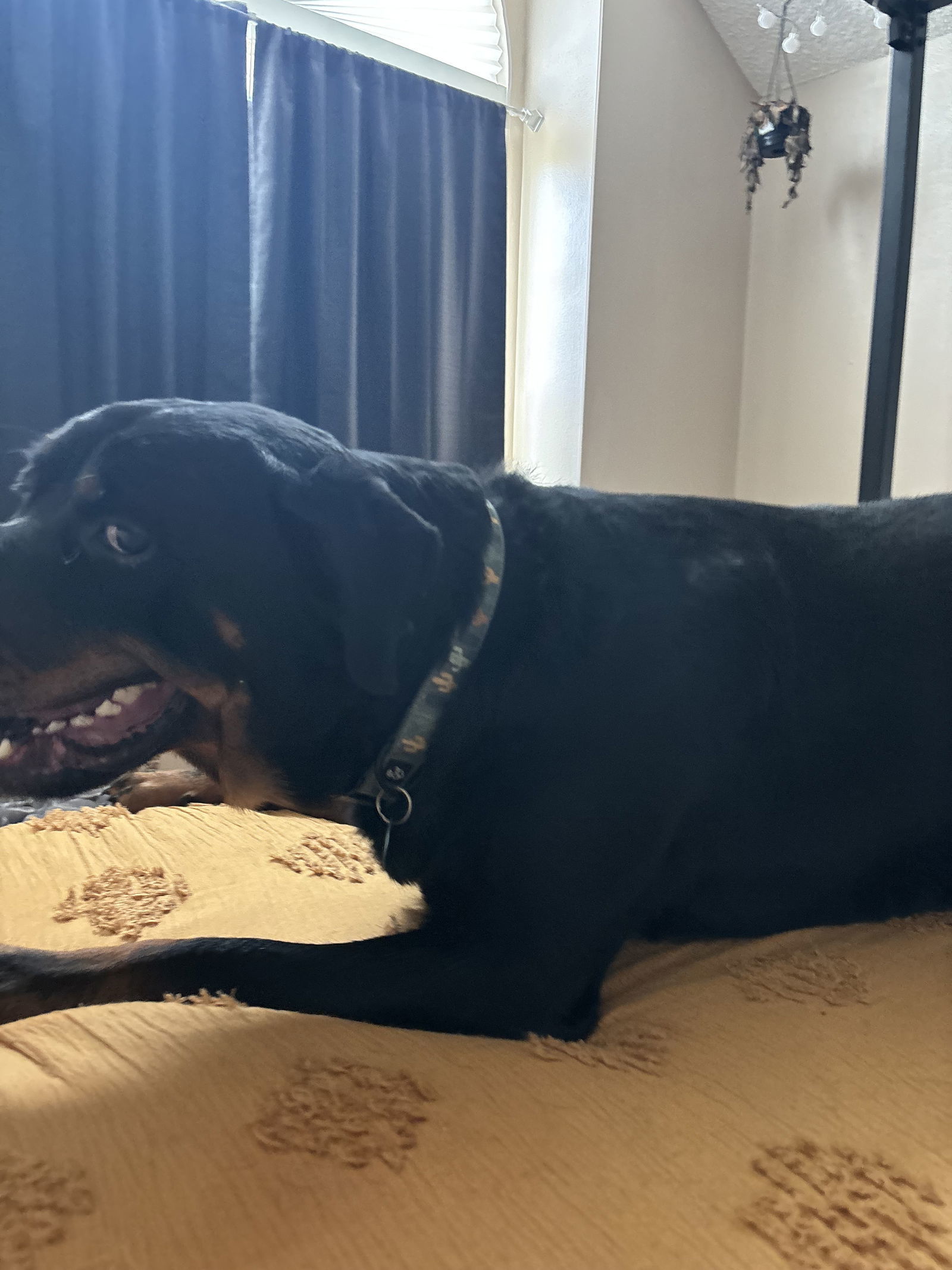 Captain/Referral, an adoptable Rottweiler in Laurel, MT, 59715 | Photo Image 3