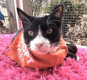 Haymitch, Adult Male Domestic Short Hair