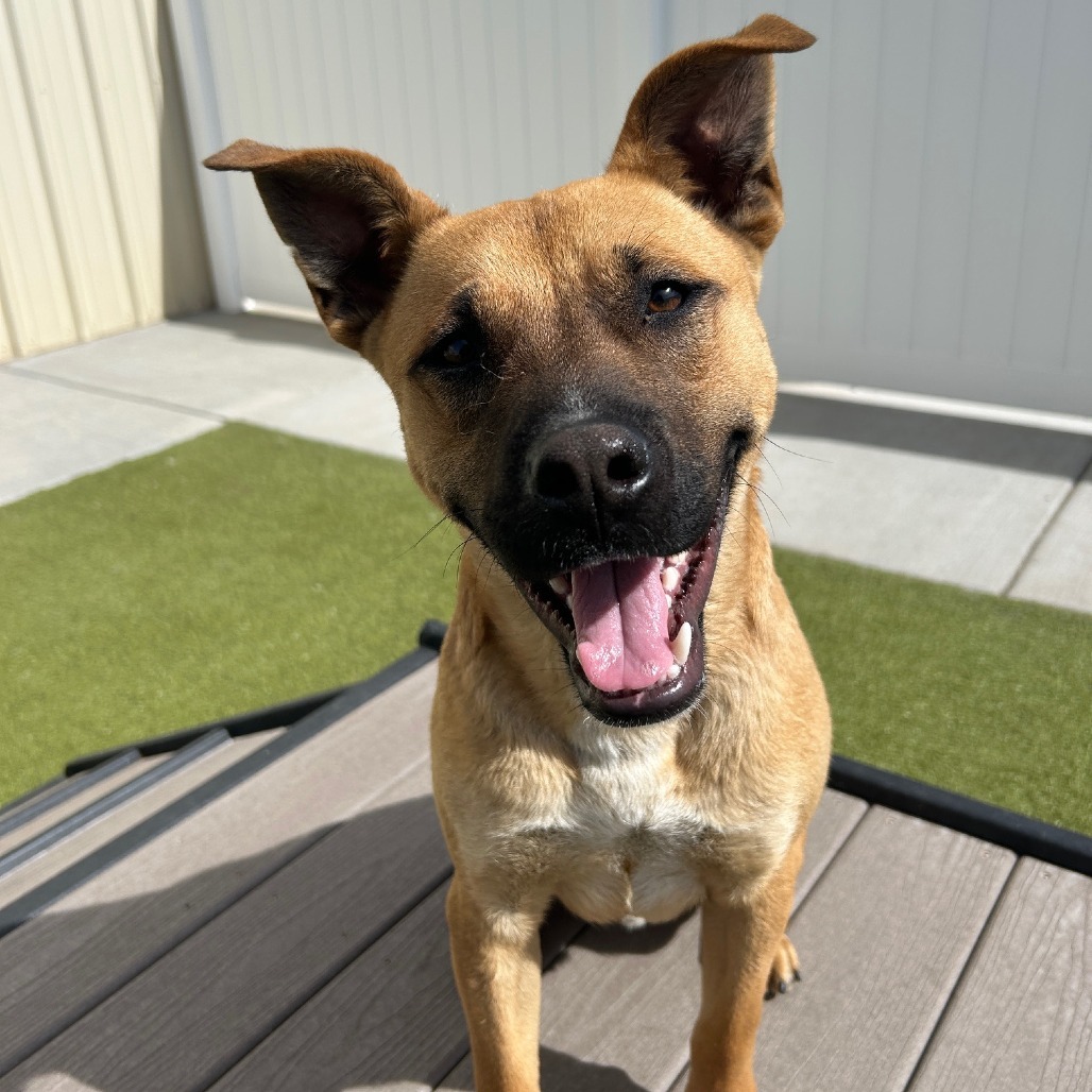 Guy, an adoptable Shepherd in Prescott, AZ, 86304 | Photo Image 1