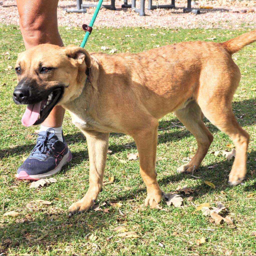Guy, an adoptable Shepherd in Prescott, AZ, 86304 | Photo Image 3