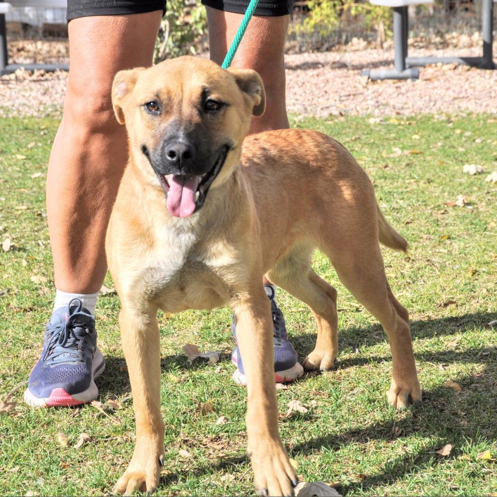 Guy, an adoptable Shepherd in Prescott, AZ, 86304 | Photo Image 4