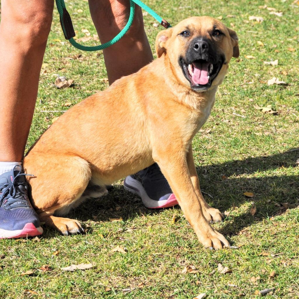 Guy, an adoptable Shepherd in Prescott, AZ, 86304 | Photo Image 5