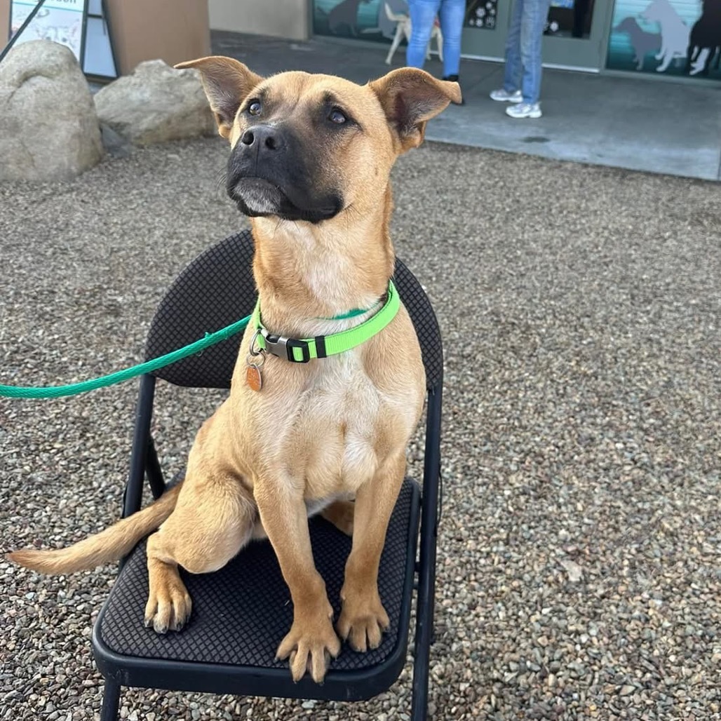 Guy, an adoptable Shepherd in Prescott, AZ, 86304 | Photo Image 6
