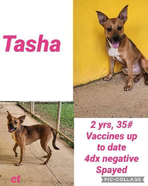 Tasha 1