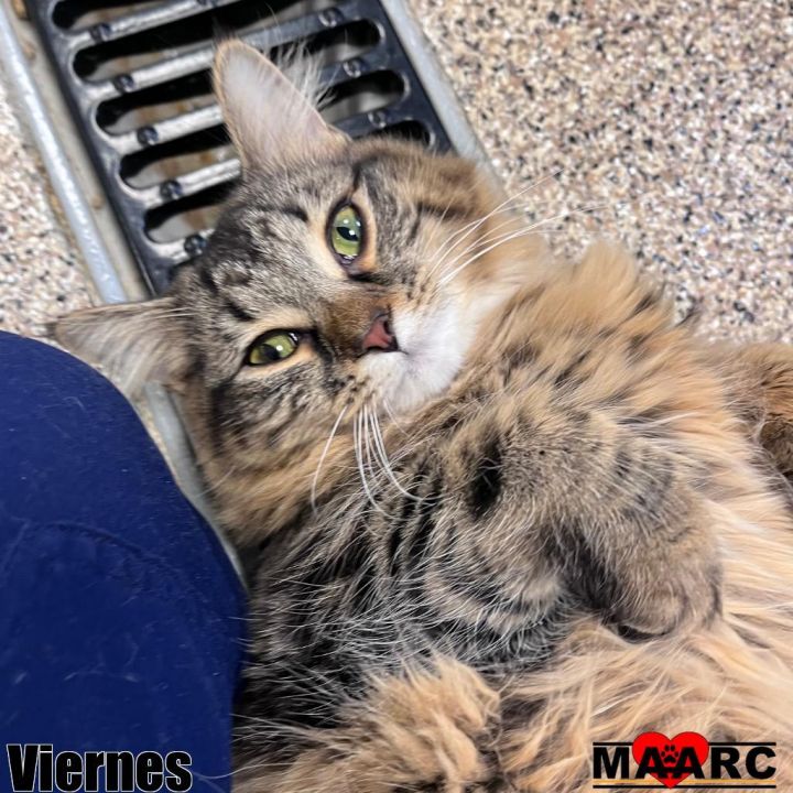 Viernes 4