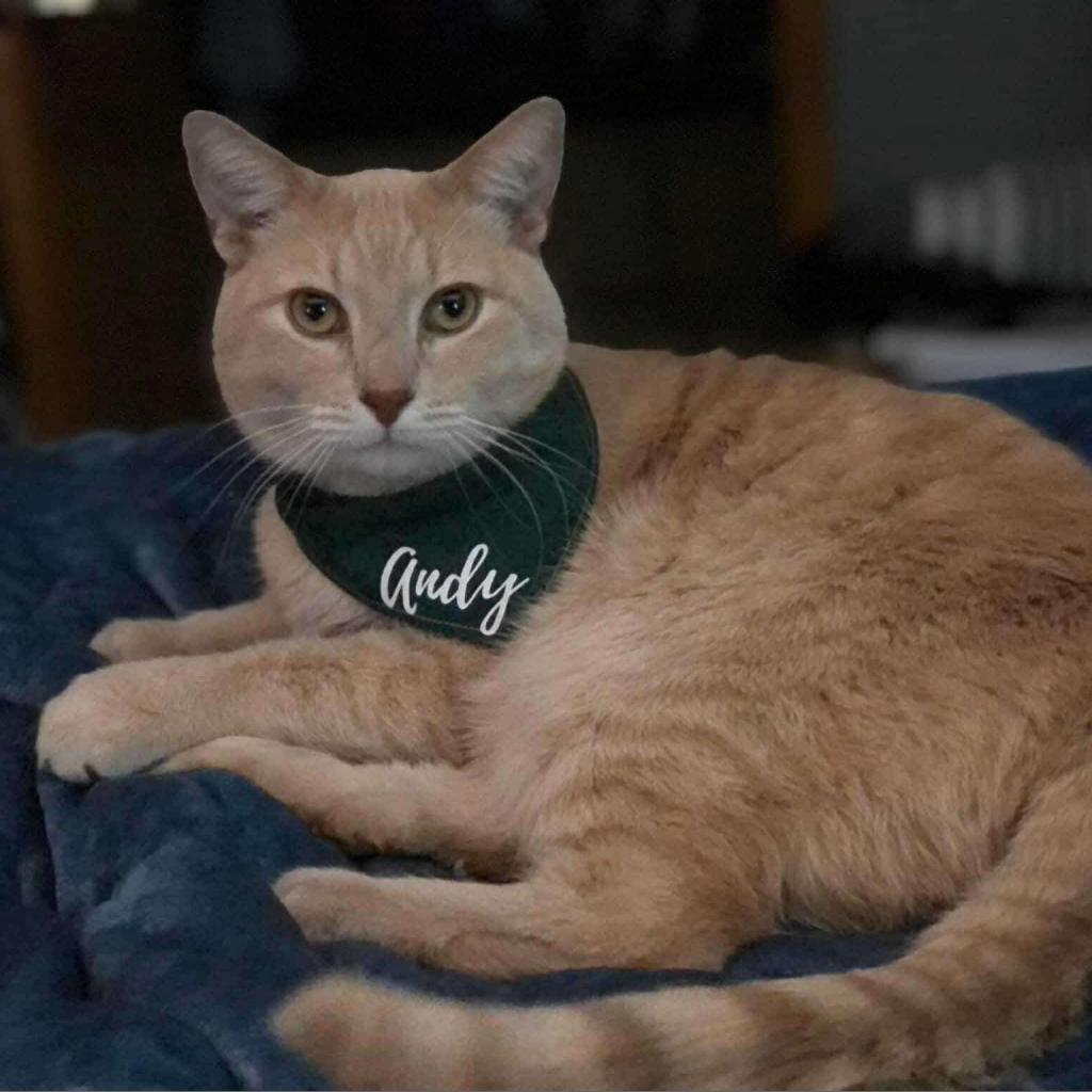 Andy, an adoptable Domestic Short Hair in North Battleford, SK, S9A 2M7 | Photo Image 1