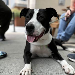 Calling all potato lovers This cute little tater tot is looking for her forever home Potato is a s