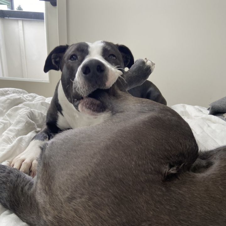 Potato - AVAILABLE 5