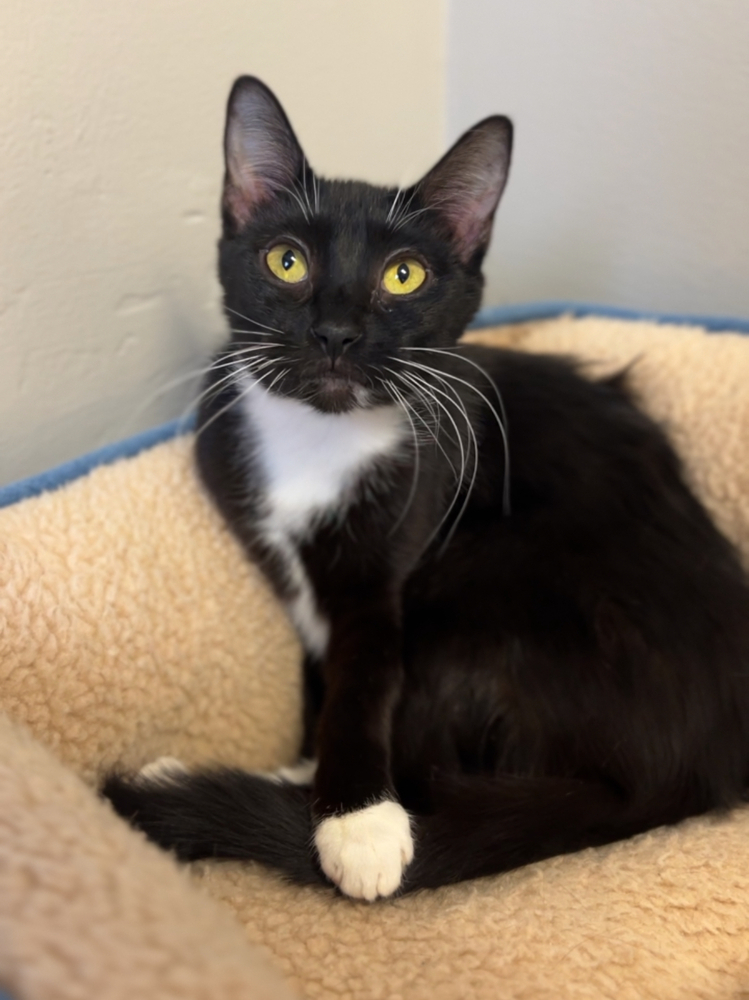 Fluffy, an adoptable Domestic Short Hair in Bemidji, MN, 56601 | Photo Image 1