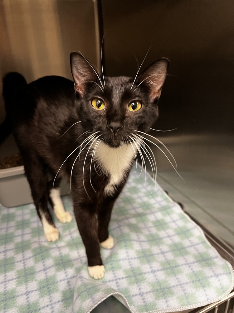 Fluffy, an adoptable Domestic Short Hair in Bemidji, MN, 56601 | Photo Image 2