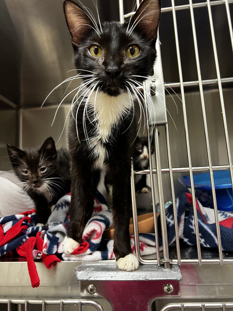 Fluffy, an adoptable Domestic Short Hair in Bemidji, MN, 56601 | Photo Image 3