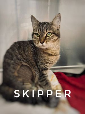 Skipper