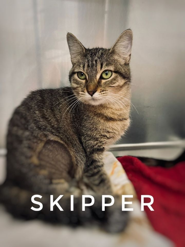 Skipper 1