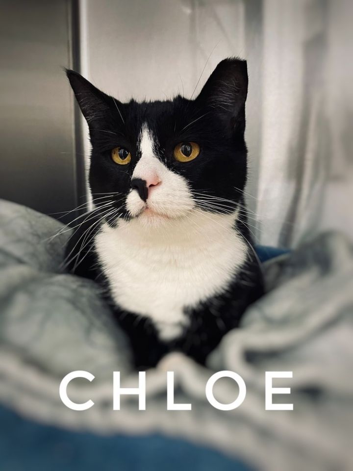 Chloe 1