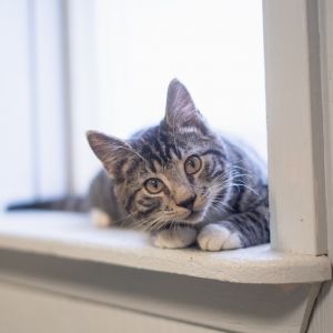 Gus