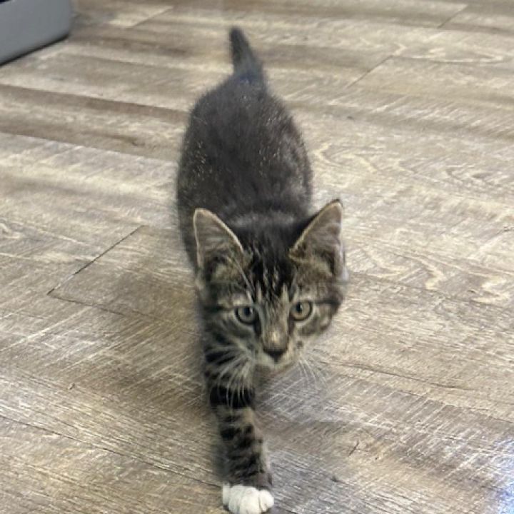 Gus 2