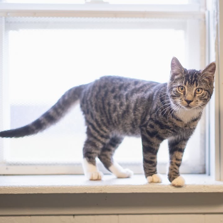 Gus 4