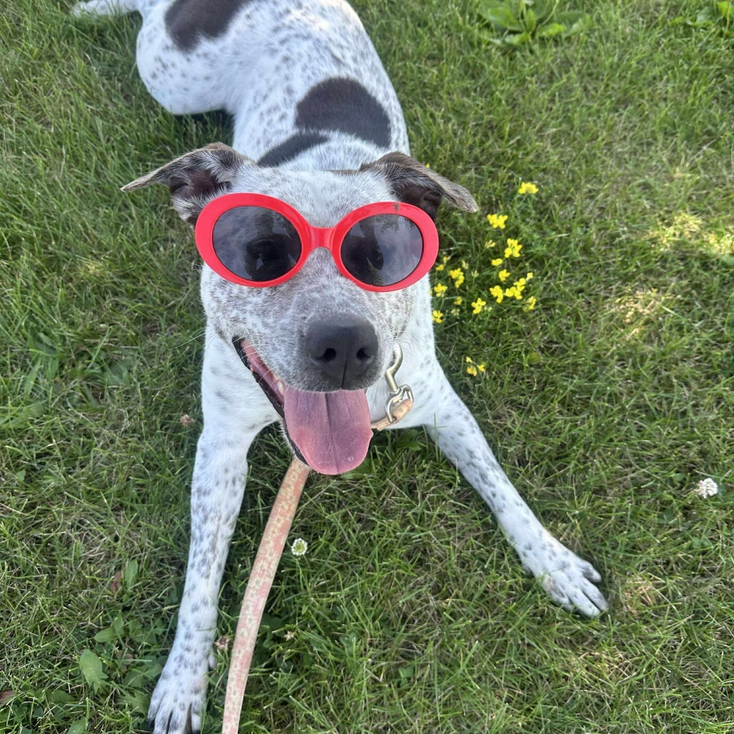 Blue Cheese, an adoptable Australian Cattle Dog / Blue Heeler, Mixed Breed in Chariton, IA, 50049 | Photo Image 1