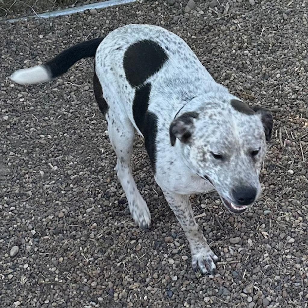 Blue Cheese, an adoptable Australian Cattle Dog / Blue Heeler, Mixed Breed in Chariton, IA, 50049 | Photo Image 2