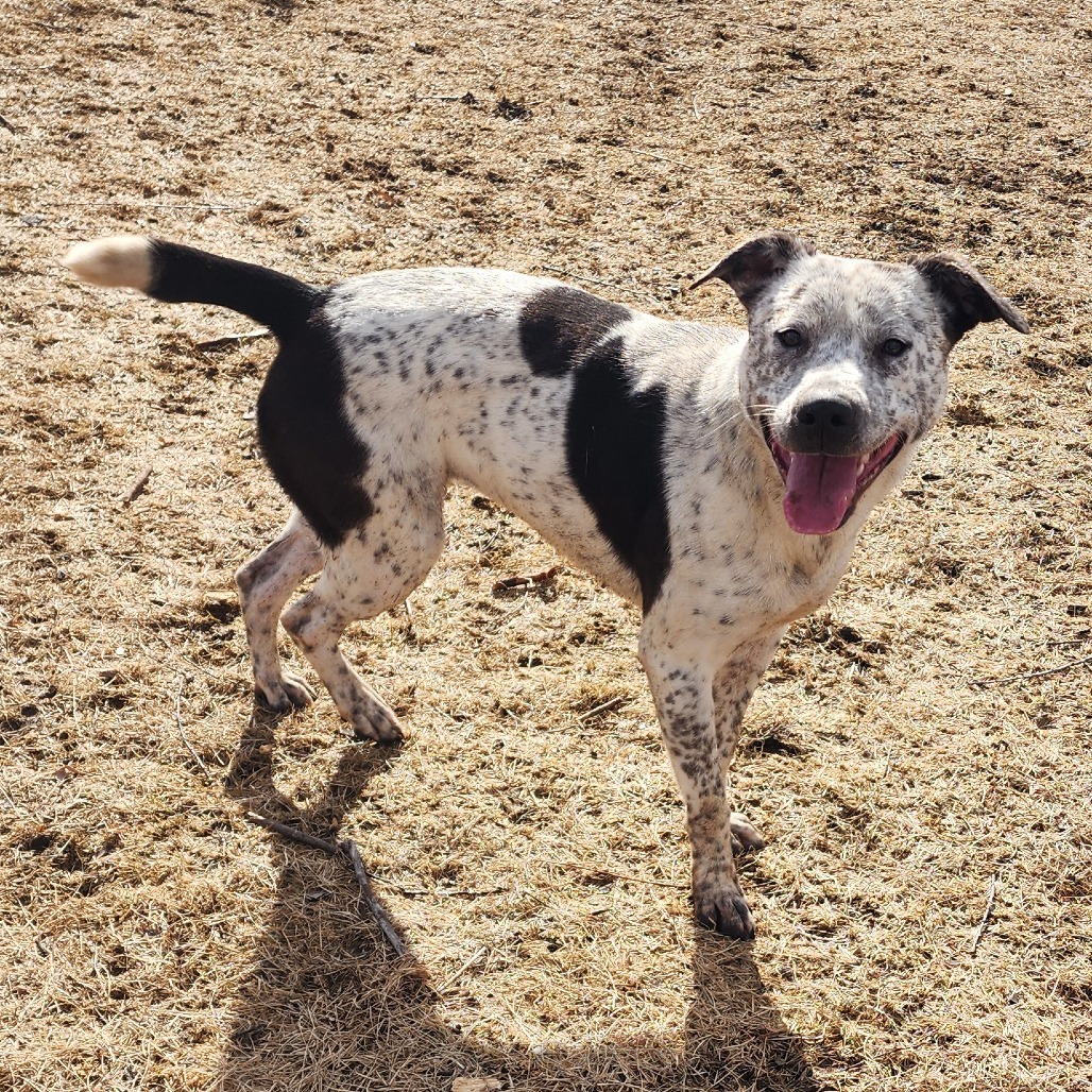 Blue Cheese, an adoptable Australian Cattle Dog / Blue Heeler, Mixed Breed in Chariton, IA, 50049 | Photo Image 3