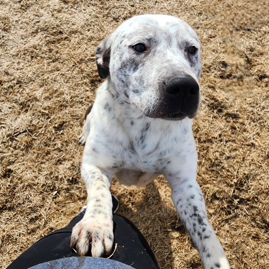 Blue Cheese, an adoptable Australian Cattle Dog / Blue Heeler, Mixed Breed in Chariton, IA, 50049 | Photo Image 4
