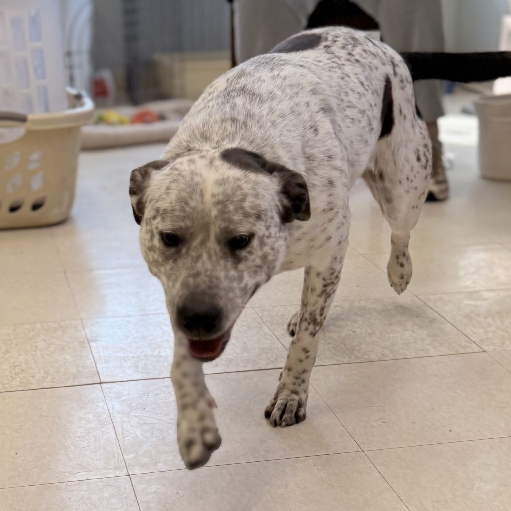 Blue Cheese, an adoptable Australian Cattle Dog / Blue Heeler, Mixed Breed in Chariton, IA, 50049 | Photo Image 5