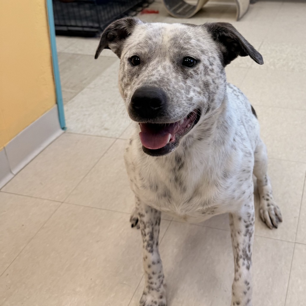 Blue Cheese, an adoptable Australian Cattle Dog / Blue Heeler, Mixed Breed in Chariton, IA, 50049 | Photo Image 6