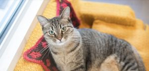 Pepita, Adult Female Domestic Short Hair