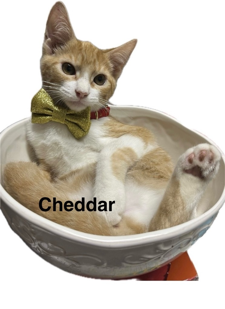 Cheddar