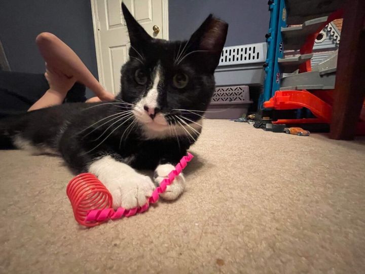 Tuxie the Bobcat Champ. CP 5