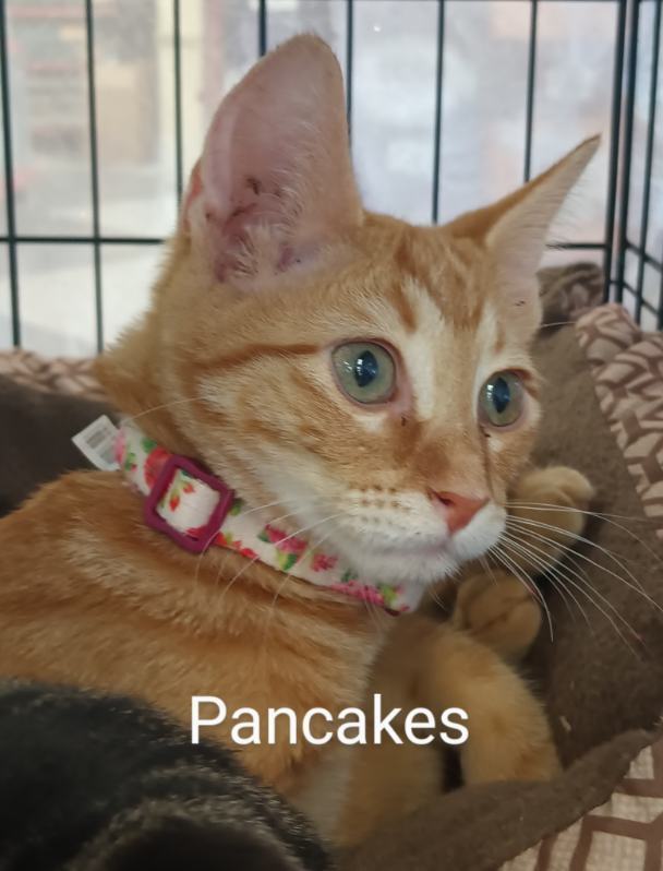 Pancakes Ortiz 8966 1