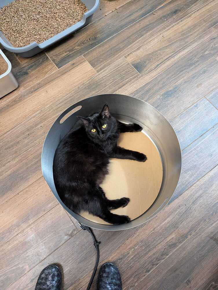 Ronin the Manx 5298, an adoptable Domestic Short Hair, Manx in Dallas, TX, 75228 | Photo Image 1