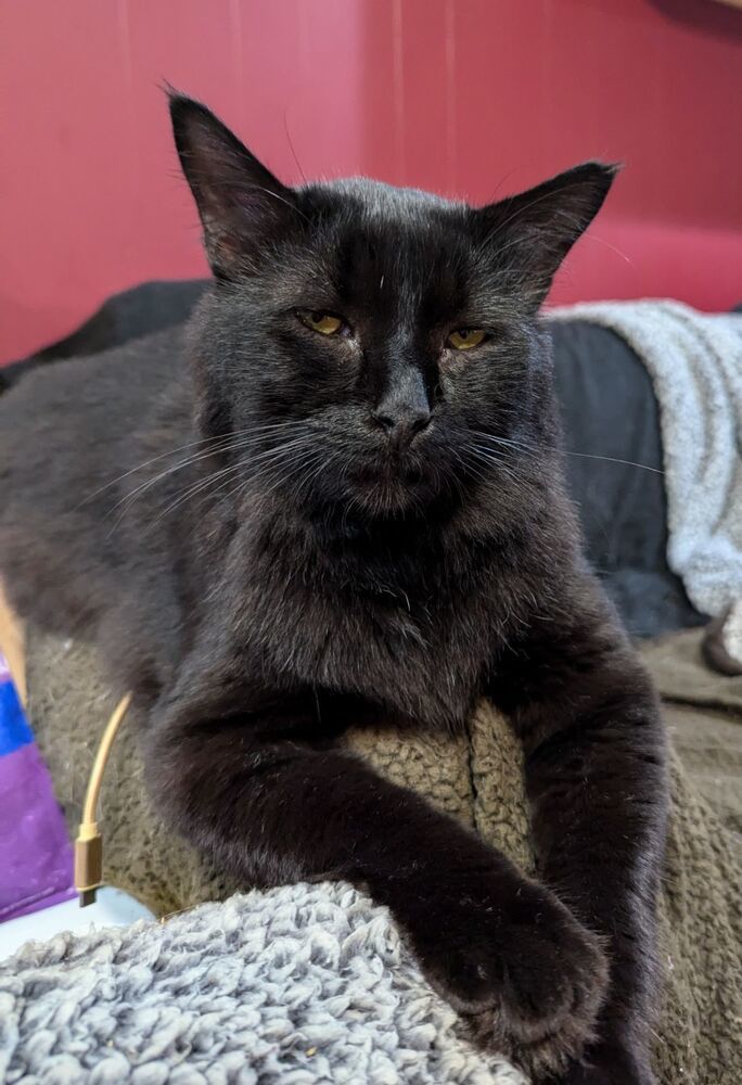 Ronin the Manx 5298 2