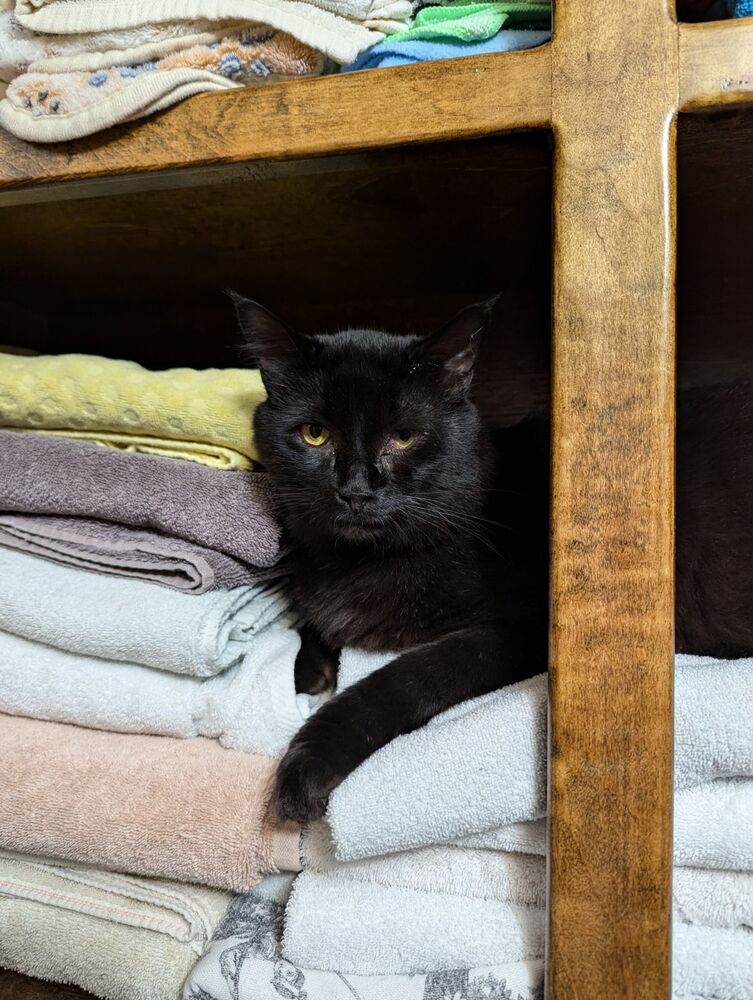 Ronin the Manx 5298, an adoptable Domestic Short Hair, Manx in Dallas, TX, 75228 | Photo Image 3