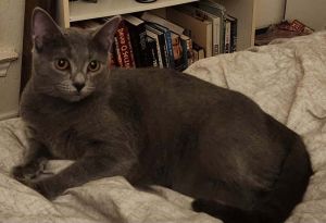 Sookie 6482