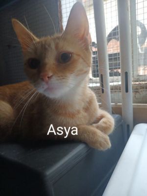 Asya Ortiz 8991