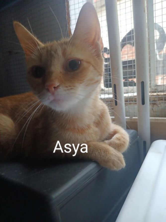 Asya Ortiz 8991