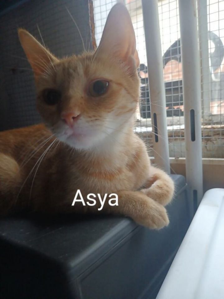 Asya Ortiz 8991 1