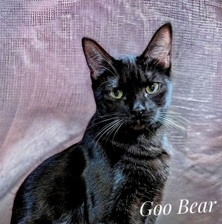 Goo-bear 4590 1