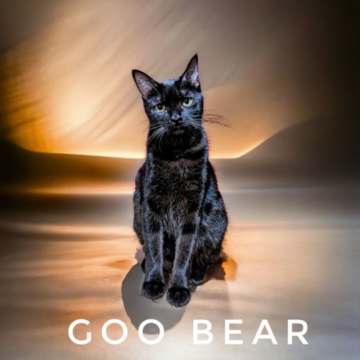 Goo-bear 4590 2