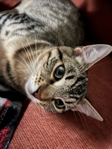 Millie 6602 5
