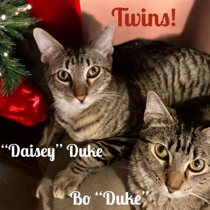Daisy Duke 0953 1