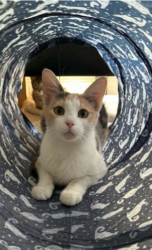 Muse. cp call 832 630 4177, Adult Female Domestic Short Hair