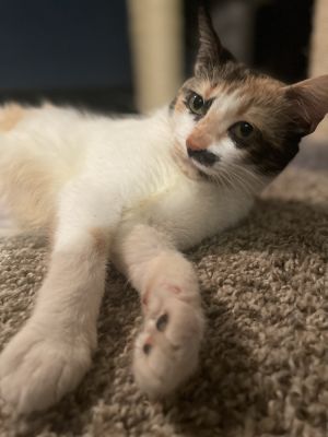 Estelle 4074, Adult Female Domestic Short Hair