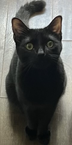 Salem 4512