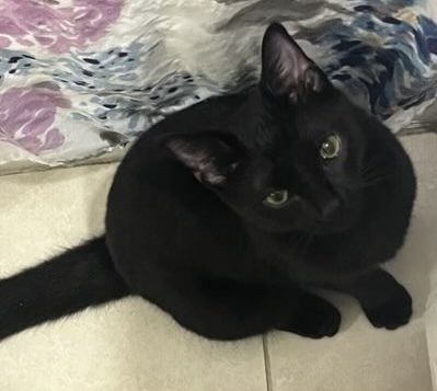 Salem 4512 2