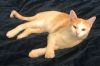Doolittle 2431 photo 1