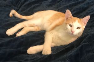 Doolittle 2431, Adult Male Domestic Short Hair